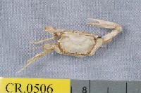 藏品(珠母長眼蟹)的圖片